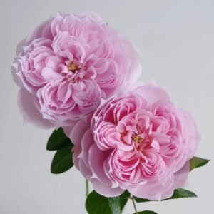 M-Vintage Coral Rose