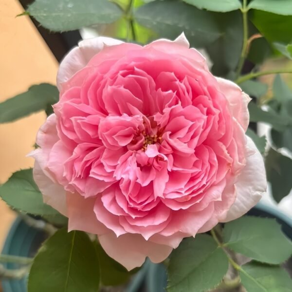 M-Vintage Coral Rose