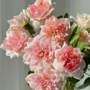 M-Vintage Coral Rose