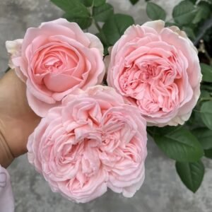 M-nostalgic romance Rose