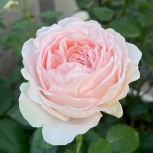 M-nostalgic romance Rose