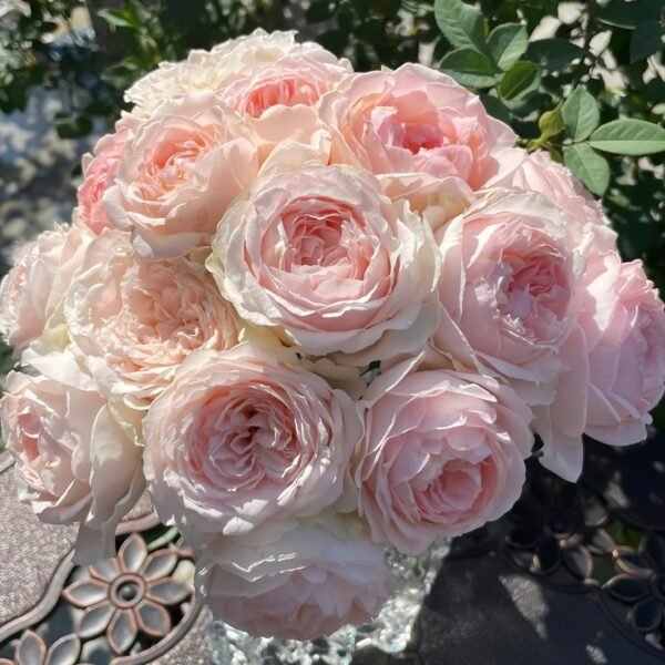 M-nostalgic romance Rose