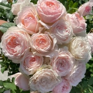 M-nostalgic romance Rose