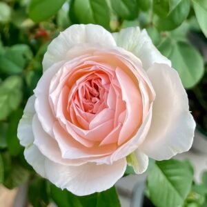 M-nostalgic romance Rose