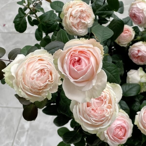 M-nostalgic romance Rose