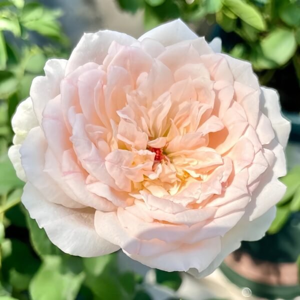 M-nostalgic romance Rose