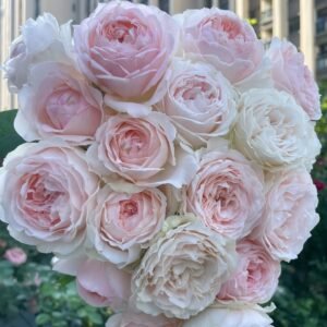 M-nostalgic romance Rose Plant|怀旧浪漫 - 图片 10