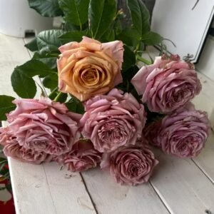 Magic Silver Rose Plant|神奇银色/魔力银 - 图片 7