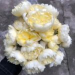 Misty Moonlight Rose