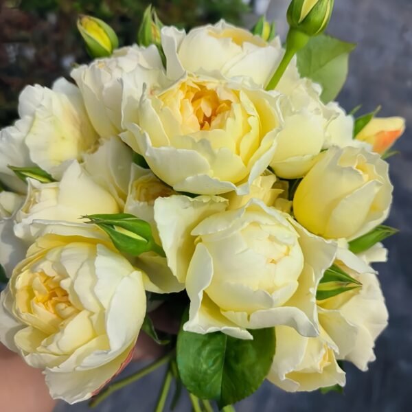 Misty Moonlight Rose