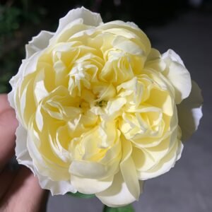 Misty Moonlight Rose