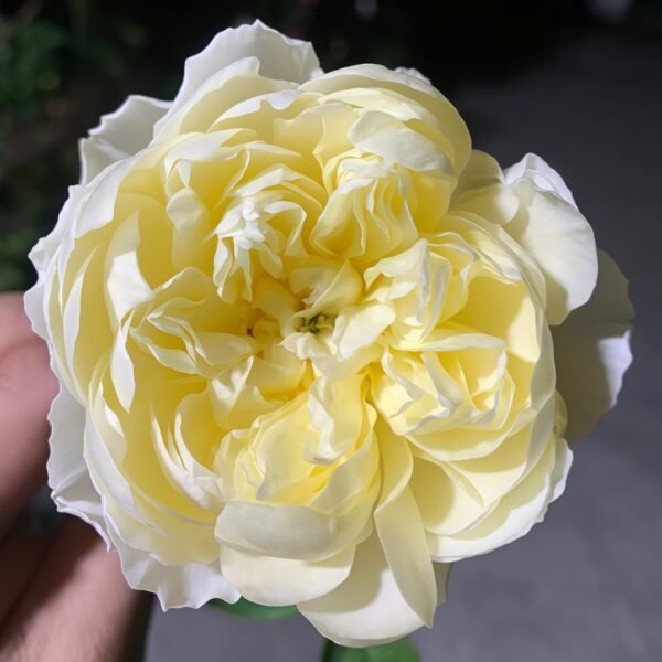 Misty Moonlight Rose