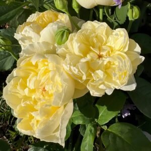 Misty Moonlight Rose