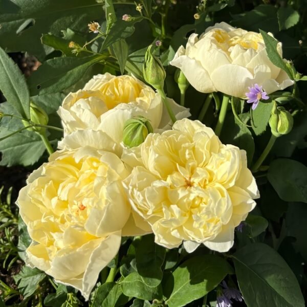 Misty Moonlight Rose