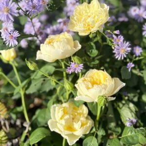 Misty Moonlight Rose