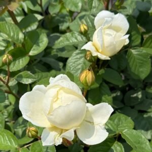 Misty Moonlight Rose