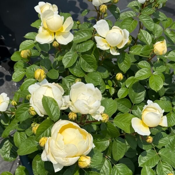 Misty Moonlight Rose