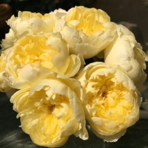 Misty Moonlight Rose