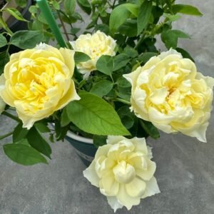 Misty Moonlight Rose