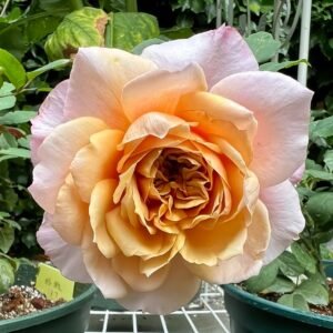 Miyabi Brown Rose