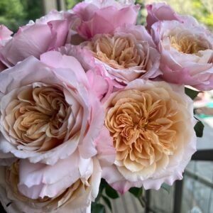 Miyabi Brown Rose