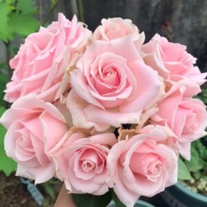 Pink Avalanche Rose