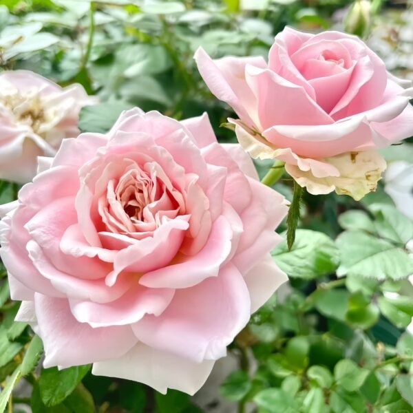 Pink Avalanche Rose