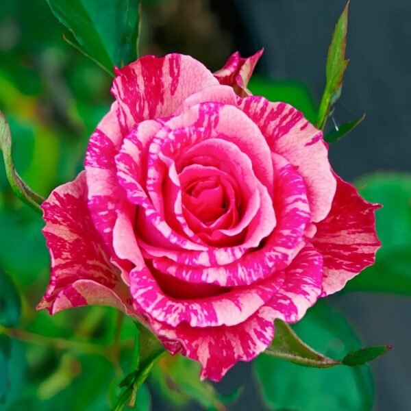 Pink Intuition Rose