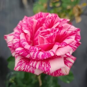 Pink Intuition Rose
