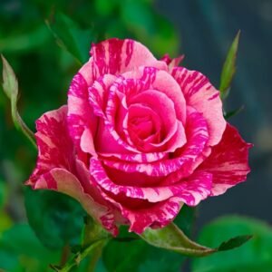 Pink Intuition Rose