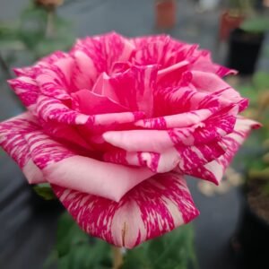 Pink Intuition Rose