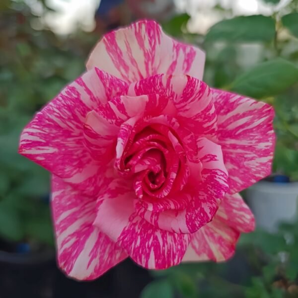 Pink Intuition Rose
