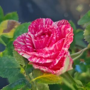 Pink Intuition Rose