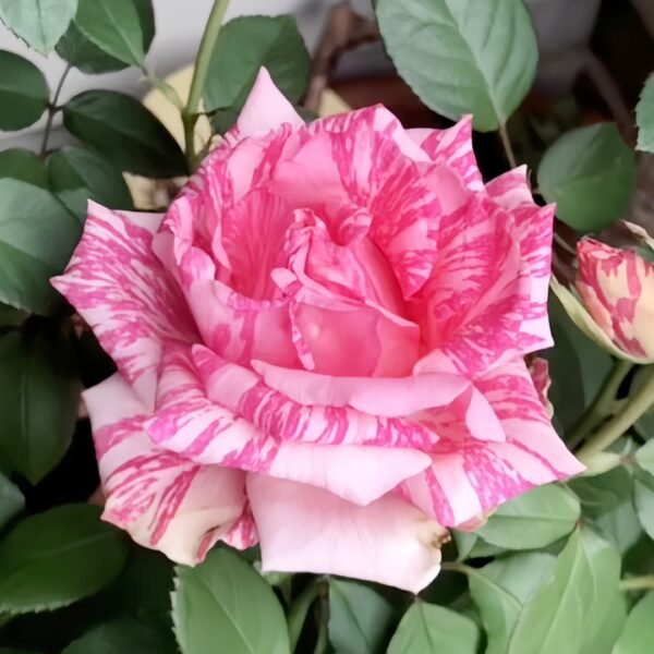 Pink Intuition Rose