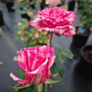 Pink Intuition Rose Plant｜粉色直觉 - 图片 8