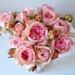 Pomponella Summerhouse Rose