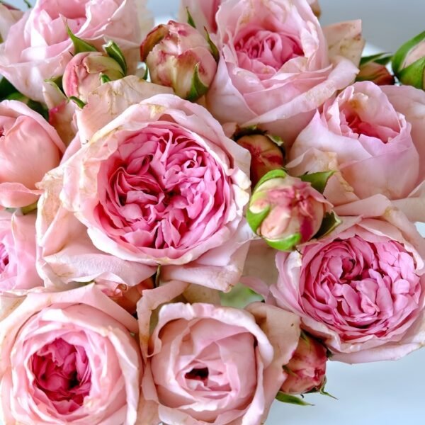 Pomponella Summerhouse Rose