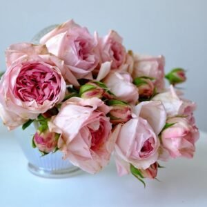 Pomponella Summerhouse Rose