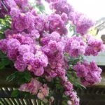 Purple Skyliner Rose