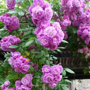 Purple Skyliner Rose