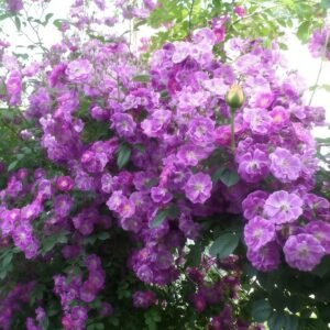 Purple Skyliner Rose