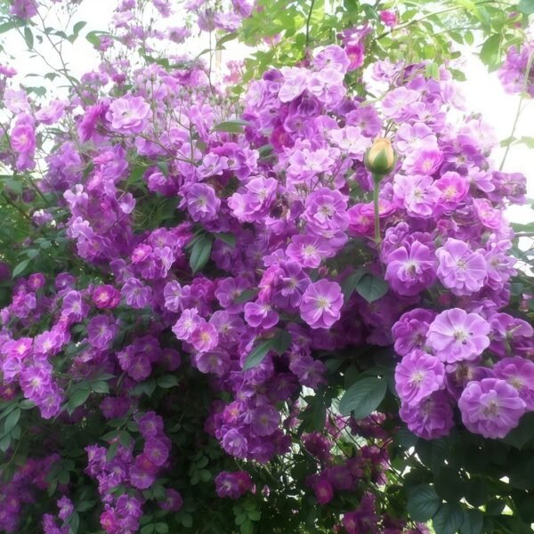 Purple Skyliner Rose