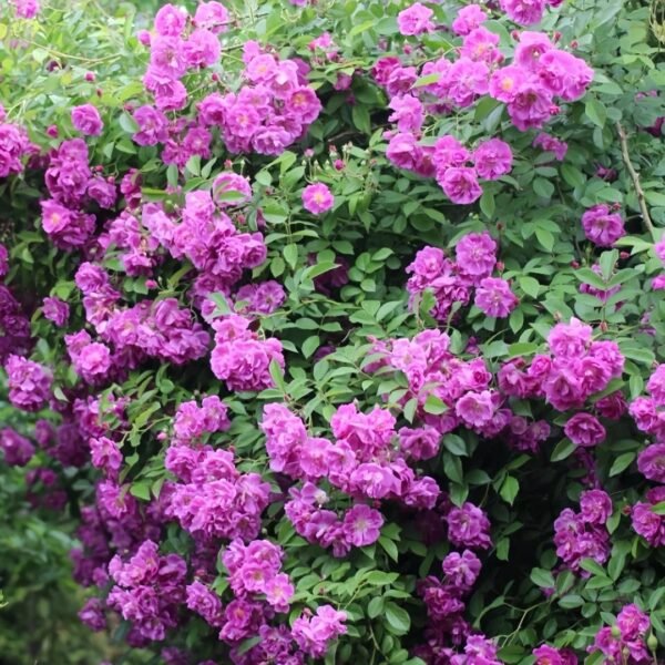 Purple Skyliner Rose