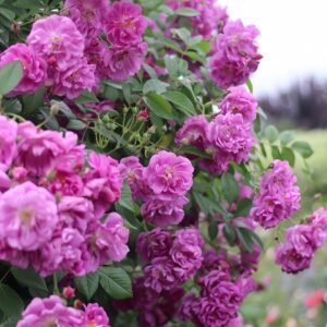 Purple Skyliner Rose