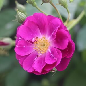 Purple Skyliner Rose