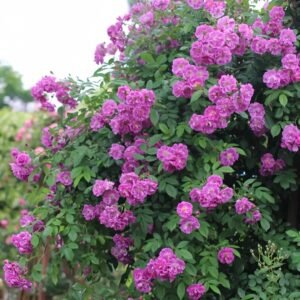 Purple Skyliner Rose