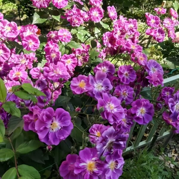 Purple Skyliner Rose