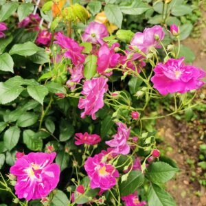 Purple Skyliner Rose