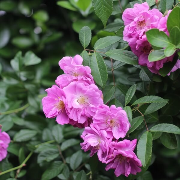 Purple Skyliner Rose