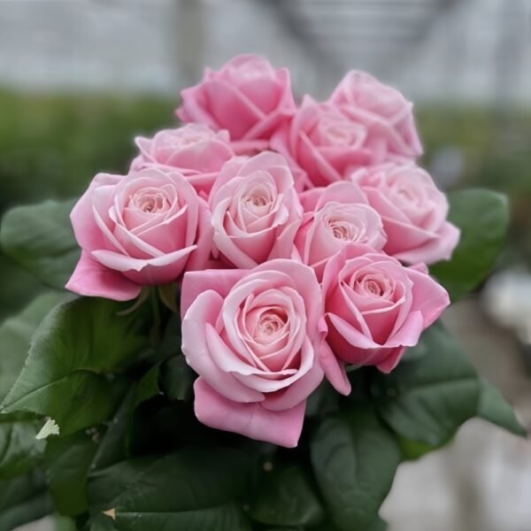 Rebellion Pink Rose